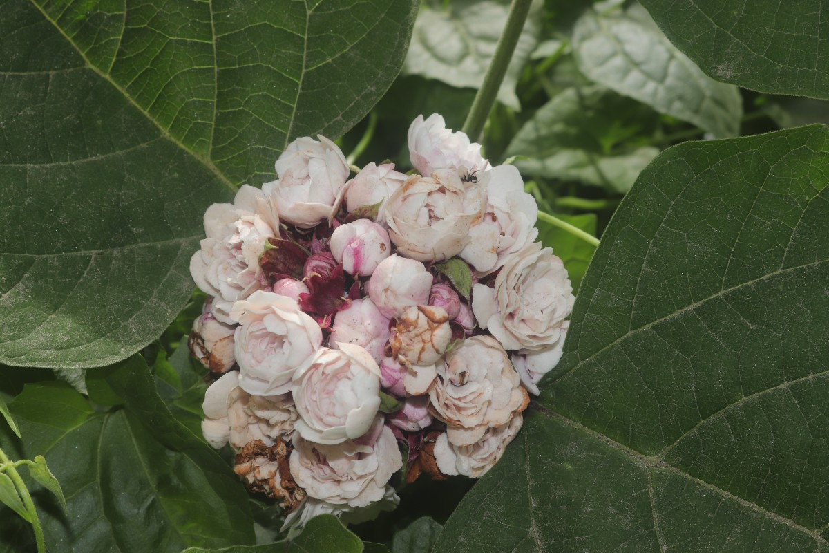 Clerodendrum chinense (Osbeck) Mabb.